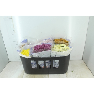CRISANTEMO BOLA BELGA P15