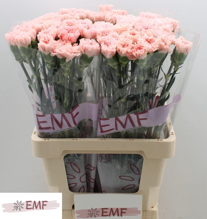 <h4>DI ST JODIE</h4>