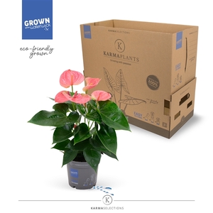 Anthurium - KARMA Pink | 12cm