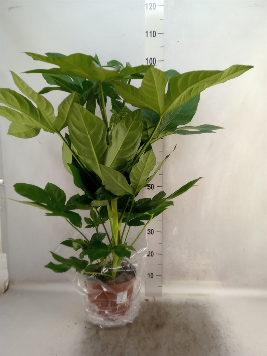 <h4>Fatsia japonica</h4>