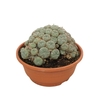 Ferocactus townsendianus 0412LWI