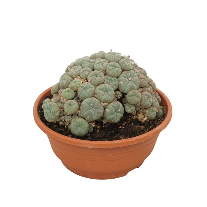 <h4>Ferocactus townsendianus 0412LWI</h4>