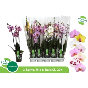 PHAL GEM 8 KL
