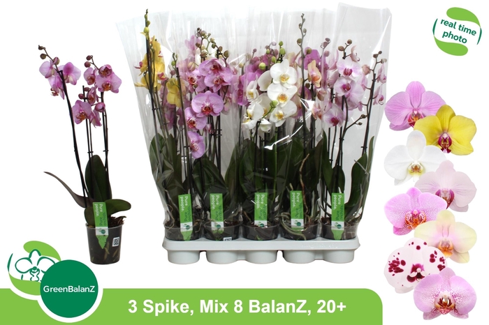 <h4>PHAL GEM 8 KL</h4>