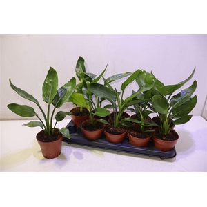 Strelitzia Reginae