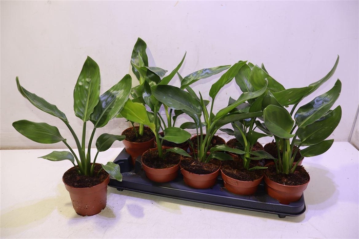 <h4>Strelitzia Reginae</h4>