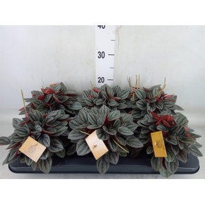 Peperomia caperata 'Santorini'