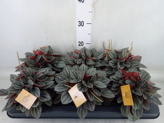 <h4>Peperomia caperata 'Santorini'</h4>