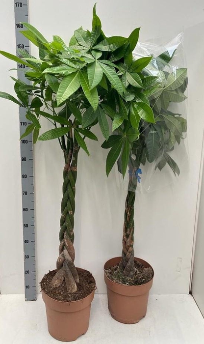 <h4>PACHIRA AQUATICA</h4>