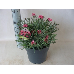 Dianthus   ...