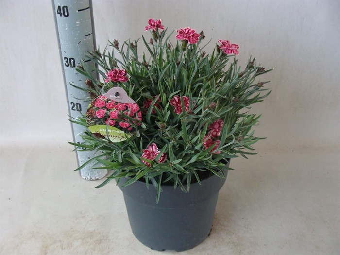 <h4>Dianthus   ...</h4>