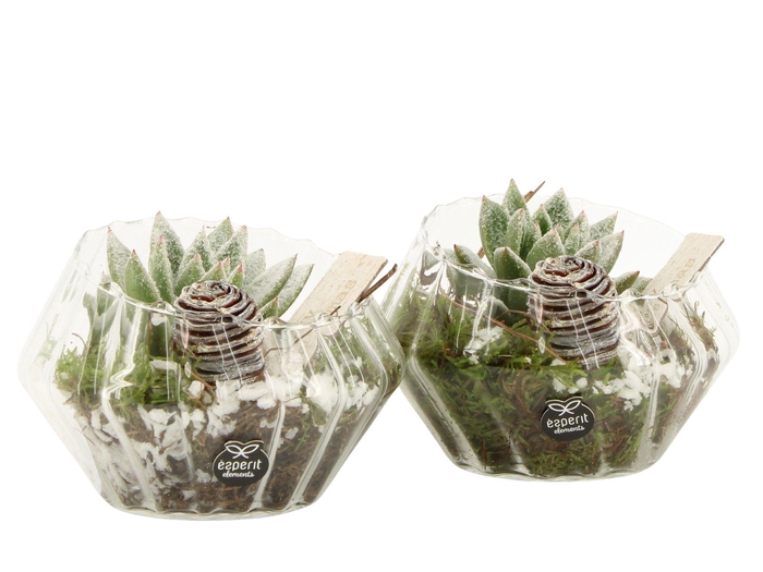 <h4>61961: X-mas arrangement</h4>