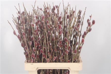 <h4>Salix G Pink Cushion</h4>