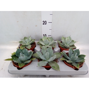 Agave potatorum