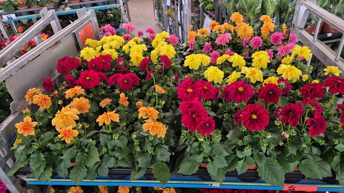 <h4>DAHLIA ROYAL GEM</h4>