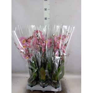 Phalaenopsis   ...rose