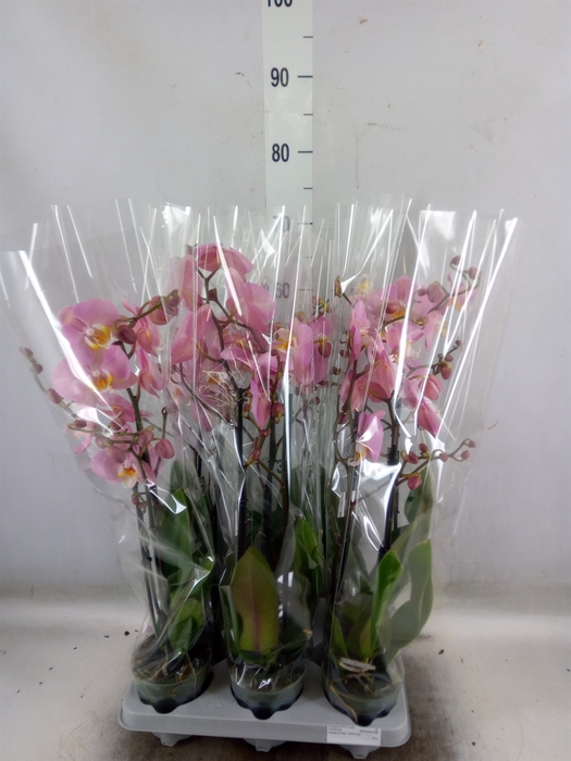 <h4>Phalaenopsis   ...rose</h4>