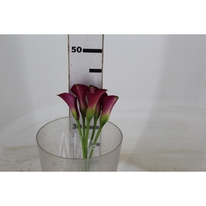 CALLA FANTASIA 040 CM