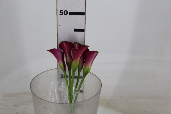 <h4>CALLA FANTASIA 040 CM</h4>