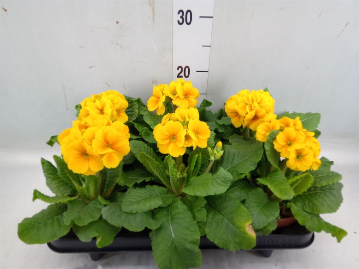 <h4>Primula elat. 'Stella Gelb'</h4>