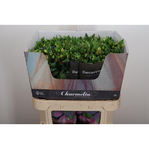 Alst Fl Charmelia Pink