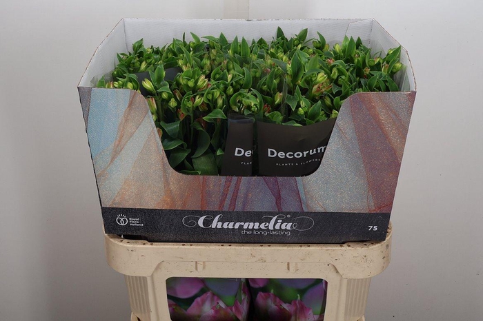 <h4>Alst Fl Charmelia Pink</h4>