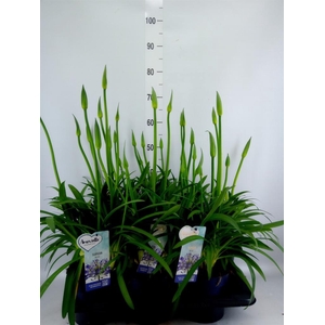 Agapanthus  'Amourette Superb'