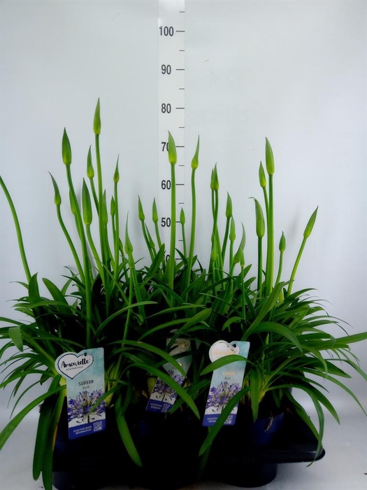 <h4>Agapanthus  'Amourette Superb'</h4>