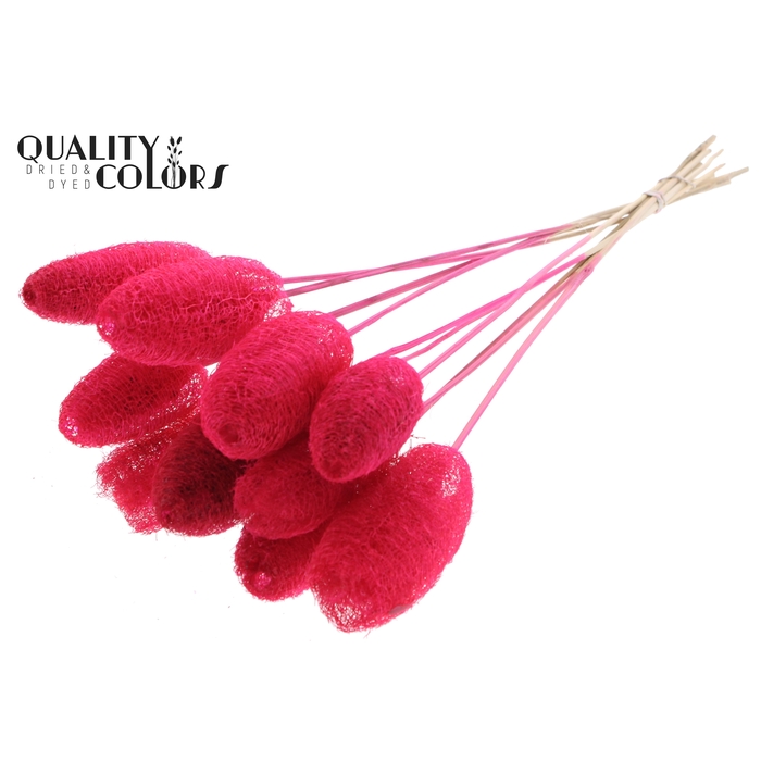 <h4>Luffa Mini on stem Cerise</h4>