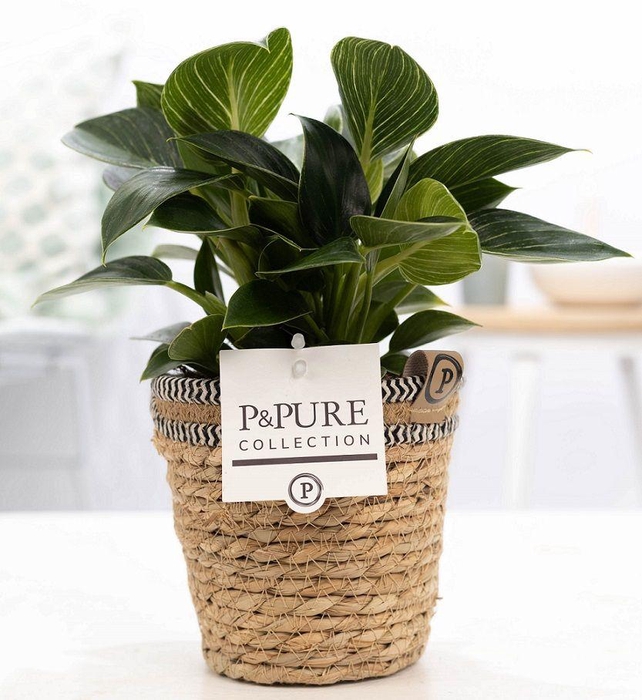 <h4>Philodendron White Wave in P&PURE Basket 6</h4>