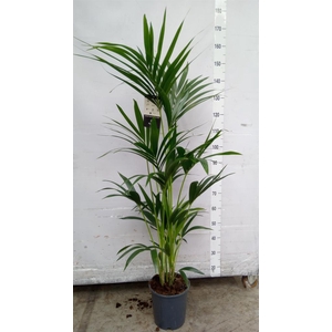 Howea forsteriana