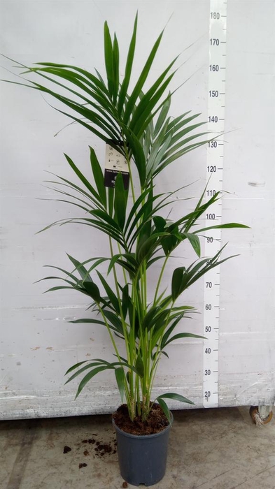 <h4>Howea forsteriana</h4>