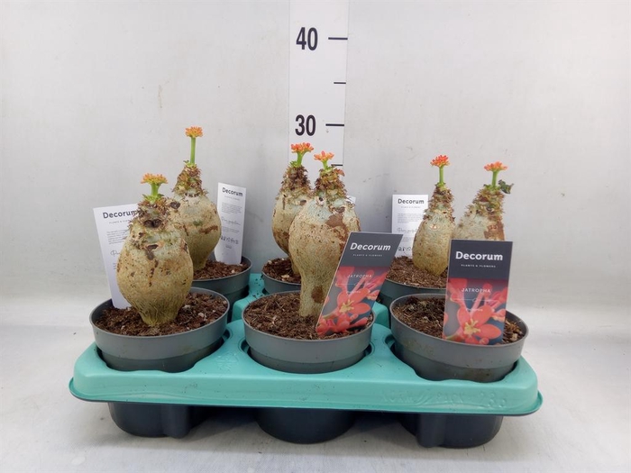 <h4>Jatropha podagrica</h4>