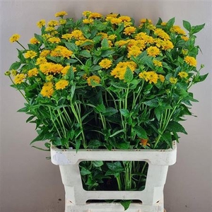 Heliopsis Heli Asahi