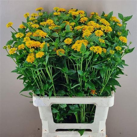 <h4>Heliopsis Heli Asahi</h4>