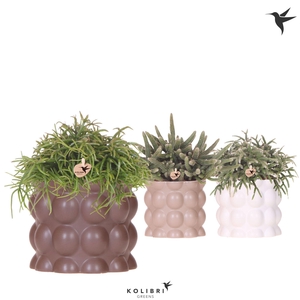 Kolibri Greens Rhipsalis mix in Cotton pot sand mix