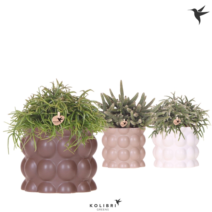 <h4>Kolibri Greens Rhipsalis mix in Cotton pot sand mix</h4>
