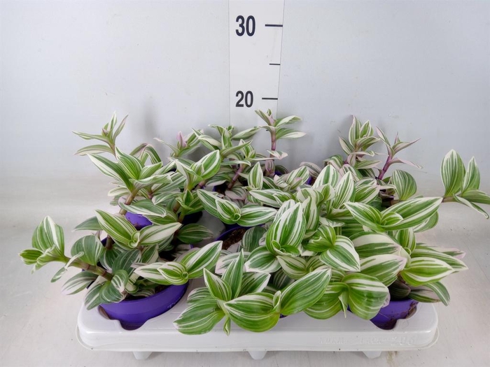 <h4>Tradescantia ...</h4>