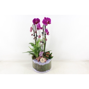 arr2 PL - Glas cilinder phal. lila