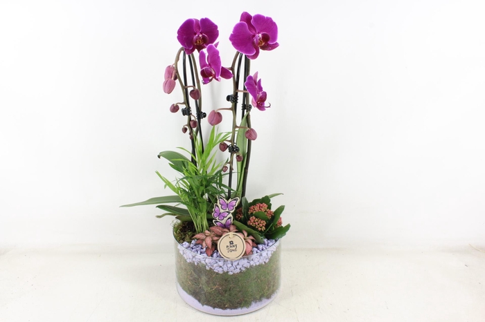 <h4>arr2 PL - Glas cilinder phal. lila</h4>