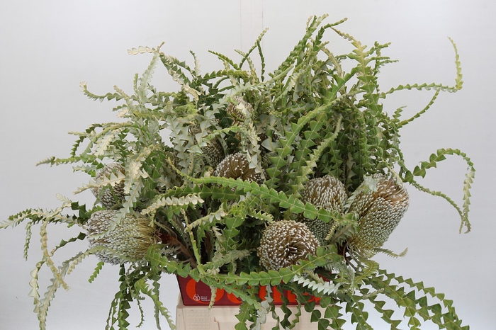 <h4>Banksia Speciosa</h4>