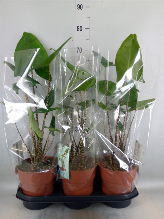 <h4>Alocasia zebrina</h4>