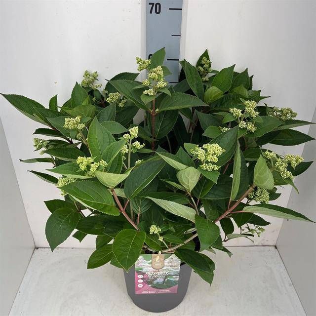 <h4>HYDR PANICULATA</h4>