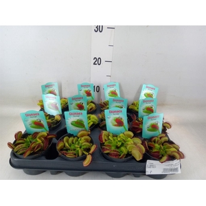 Dionaea muscipula