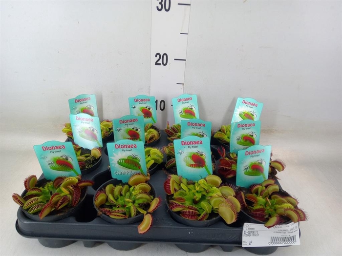 <h4>Dionaea muscipula</h4>