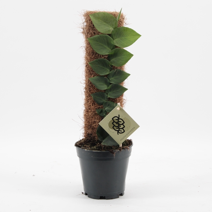 <h4>Rhaphidophora Hayi</h4>