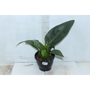 PHILODENDRON PACOVA P20