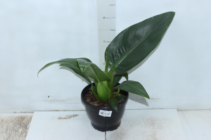 <h4>PHILODENDRON PACOVA P20</h4>