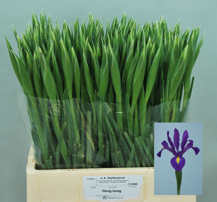 <h4>IRIS HONG KONG</h4>