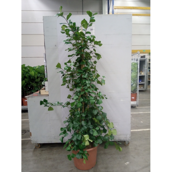 <h4>Ficus natalensis 'Trinova'</h4>